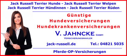 Jack-Russel-Terrier-Hunde